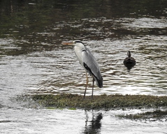Ardea cinerea