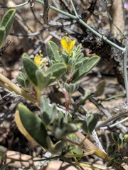 Cleomella obtusifolia