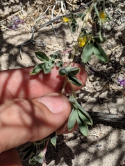 Cleomella obtusifolia