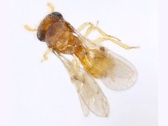 Platygastridae