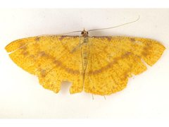Eumelea rosalia