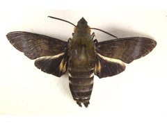 Macroglossum micacea