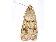 Achyra nigrirenalis