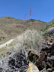 Penstemon floridus floridus