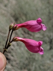 Penstemon floridus floridus