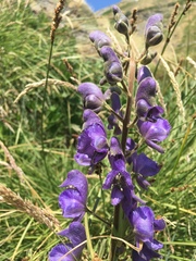 Aconitum burnatii