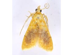 Mabra eryxalis