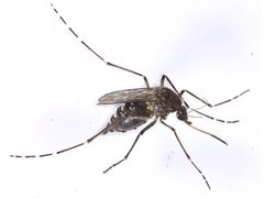 Aedes vigilax