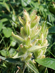 Castilleja pallida caudata