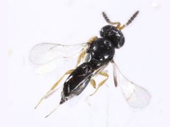 Platygastridae
