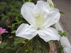 Rhododendron mucronatum