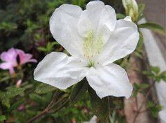 Rhododendron mucronatum