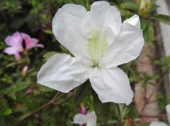 Rhododendron mucronatum