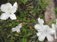 Rhododendron mucronatum