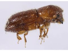 Xyleborinus saxesenii
