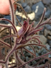 Cordylanthus kingii helleri
