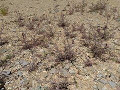 Cordylanthus kingii helleri