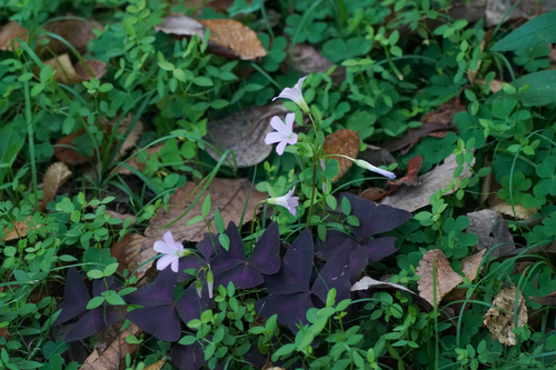 Image of Oxalis triangularis by (c) WATANABE Hitoshi 渡辺仁, some rights reserved (CC BY)
