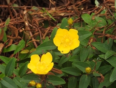 Hypericum