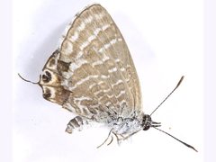 Theclinesthes miskini