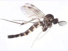 Platyroptilon collessi