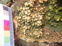 Echinophyllia aspera