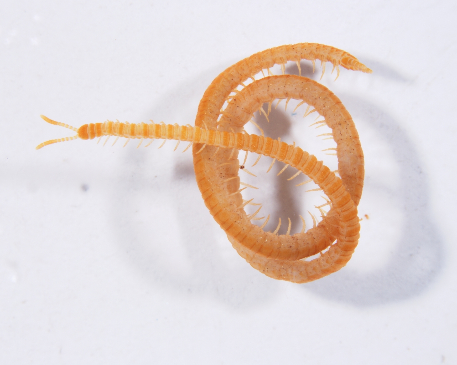 Dignathodon microcephalus Lucas, 1846