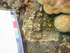 Echinophyllia aspera