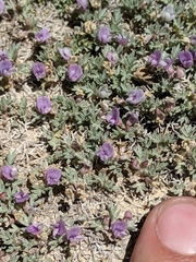 Astragalus kentrophyta tegetarius