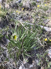 Hymenoxys brandegeei