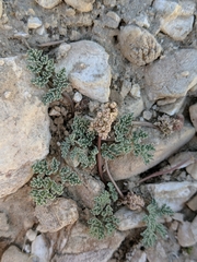 Cymopterus