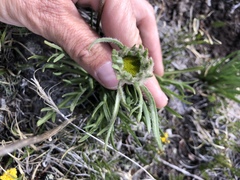Hymenoxys brandegeei