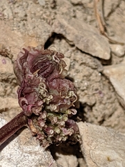Cymopterus
