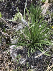 Hymenoxys brandegeei