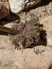Cymopterus