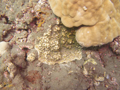 Echinophyllia aspera