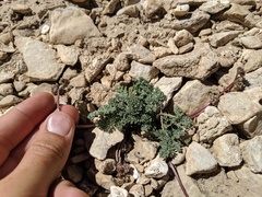 Cymopterus