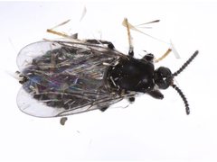 Holoplagia guamensis