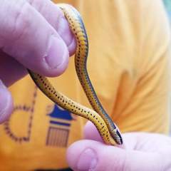 Diadophis punctatus stictogenys