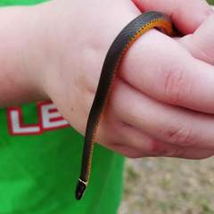 Diadophis punctatus stictogenys