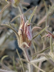 Cordylanthus kingii helleri
