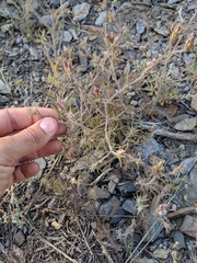 Cordylanthus kingii helleri