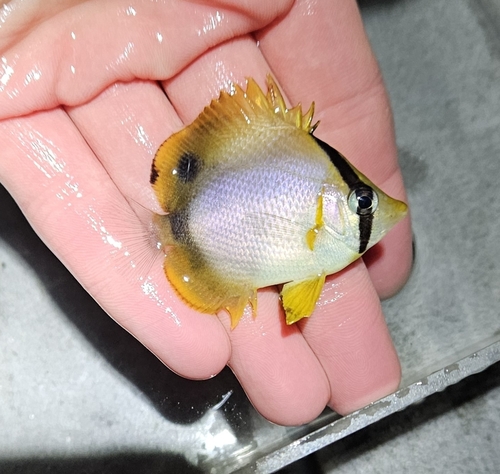 Butterbun (Chaetodon ocellatus) — Chaetodontidae — 3