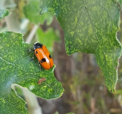 Clytra espanoli