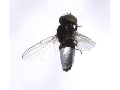Milichiella