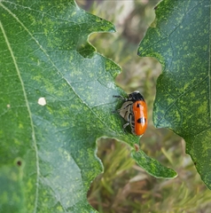 Clytra espanoli