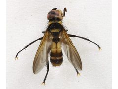 Saralba ocypteroides