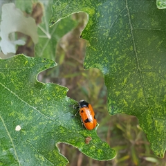 Clytra espanoli