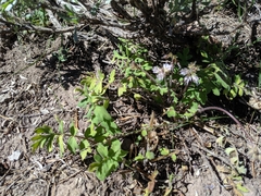 Hydrophyllum occidentale
