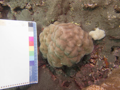 Porites lobata